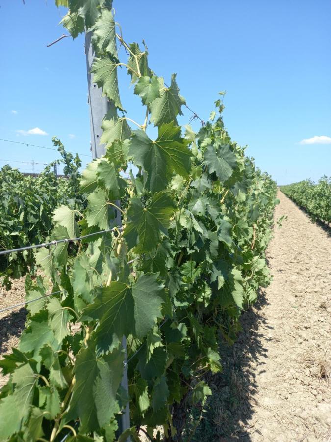 קולסלווטי La Quiete Tra Le Vigne Tuscany מראה חיצוני תמונה